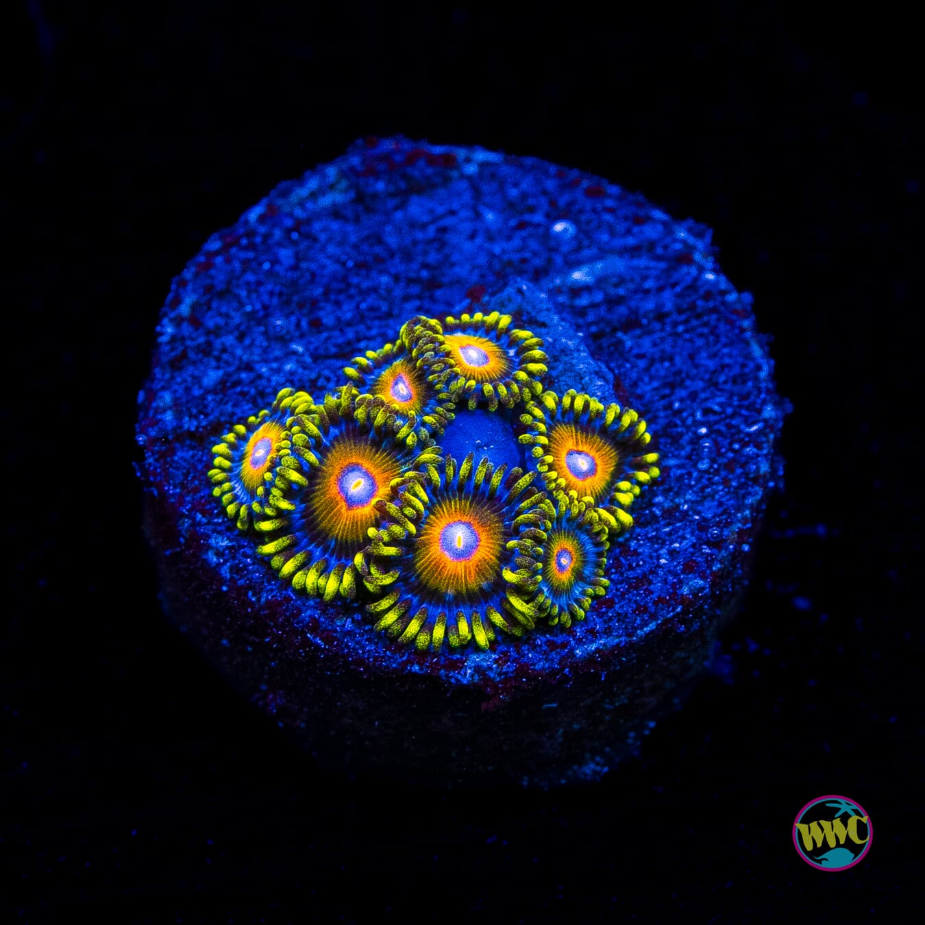 Super Saiyan Zoanthids