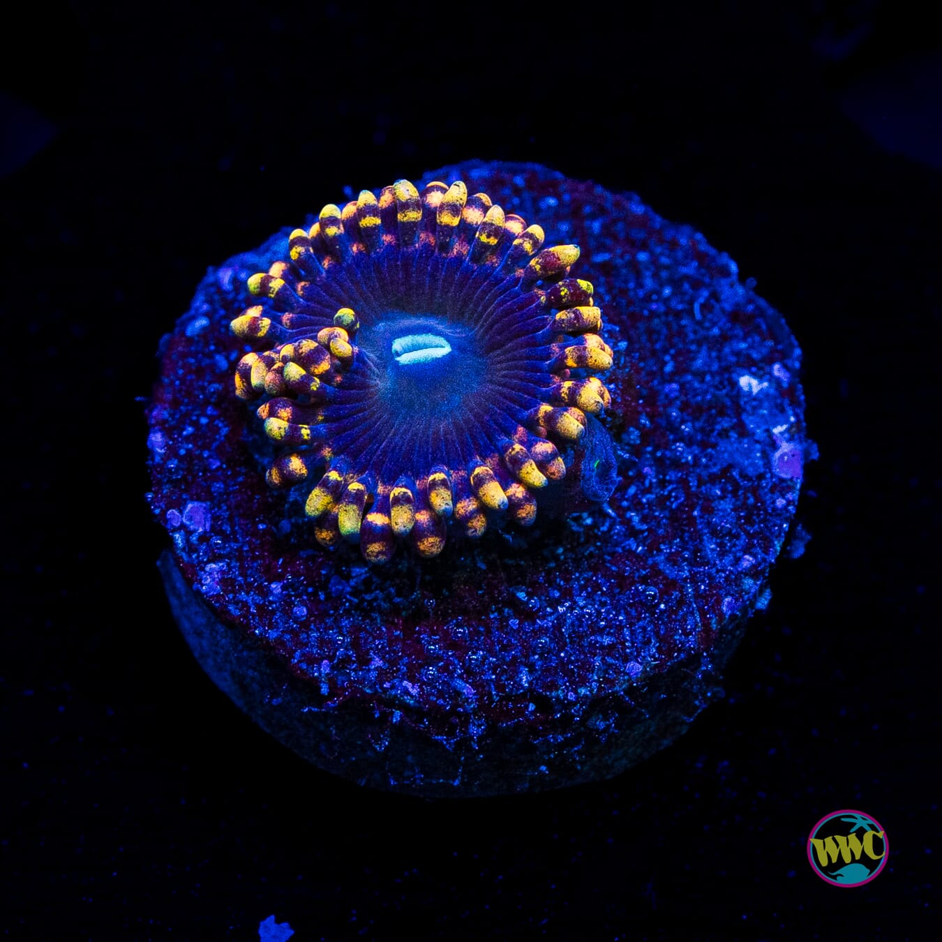 Anti Matter Zoanthids