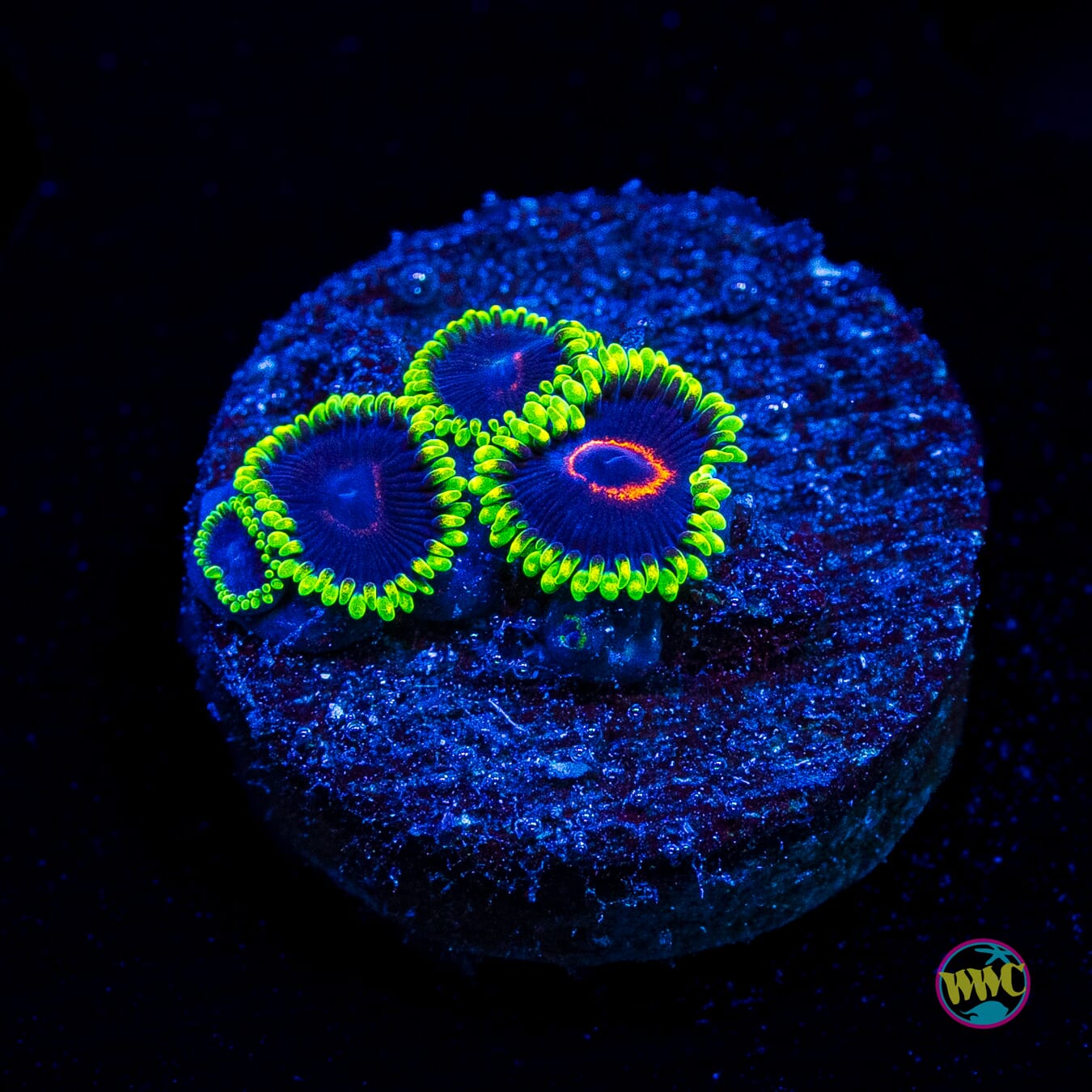 WWC Purple Hearts Zoanthids
