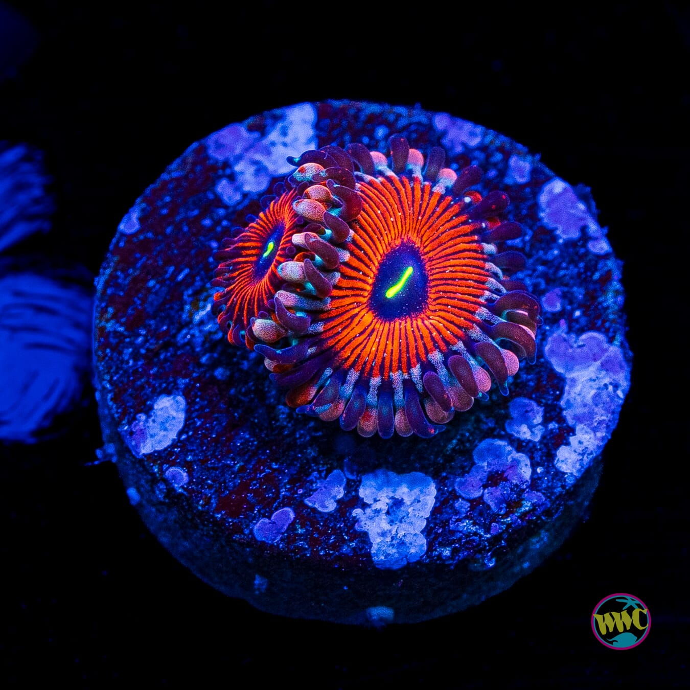 Seduction Zoanthids