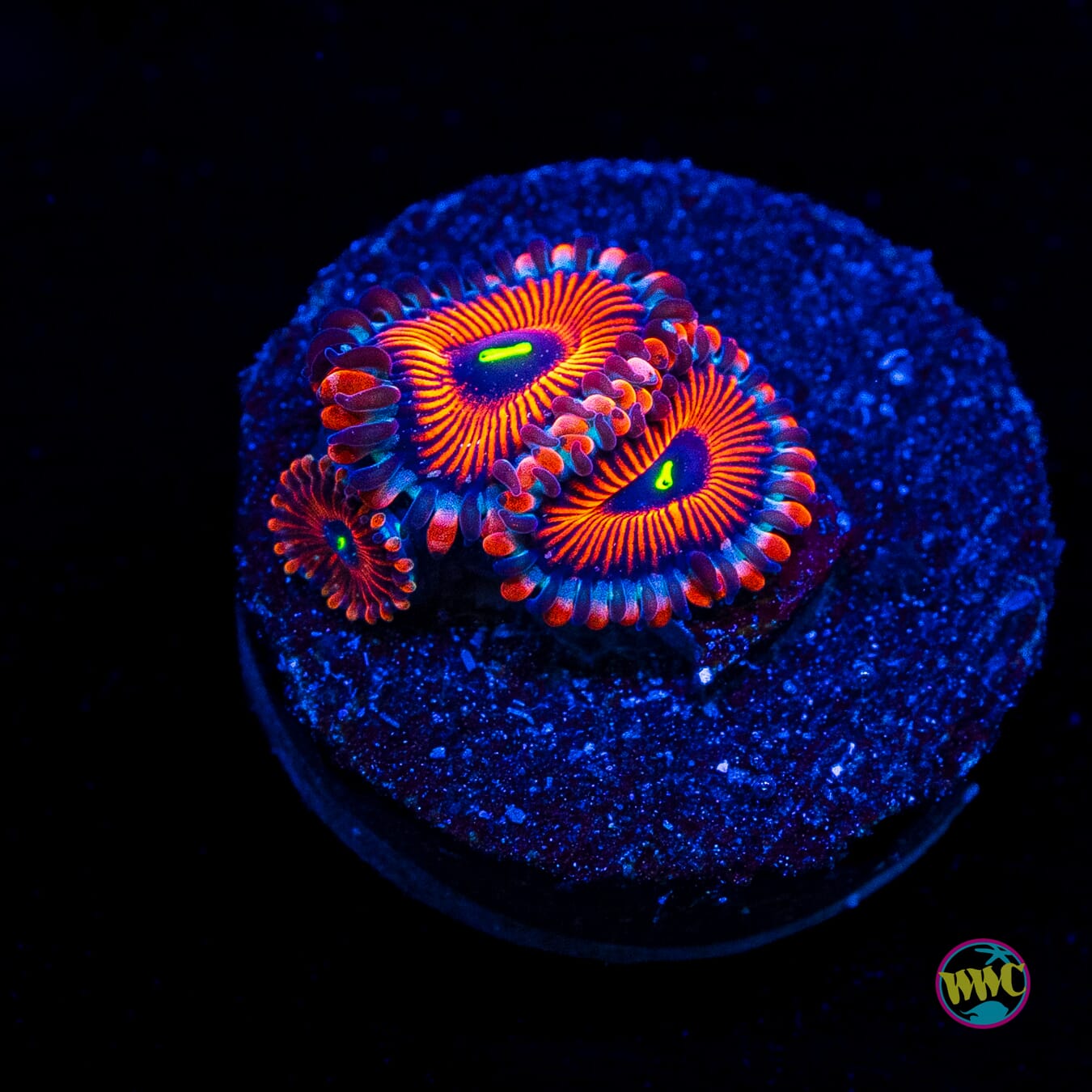 Seduction Zoanthids