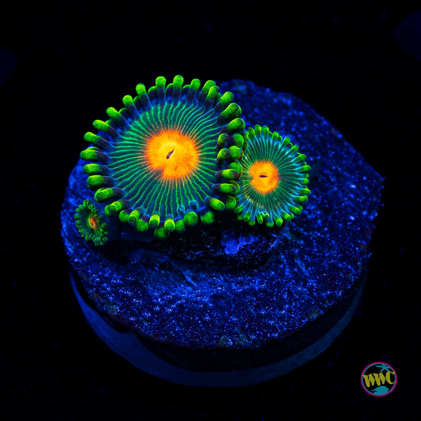 WWC Campfire Zoanthids