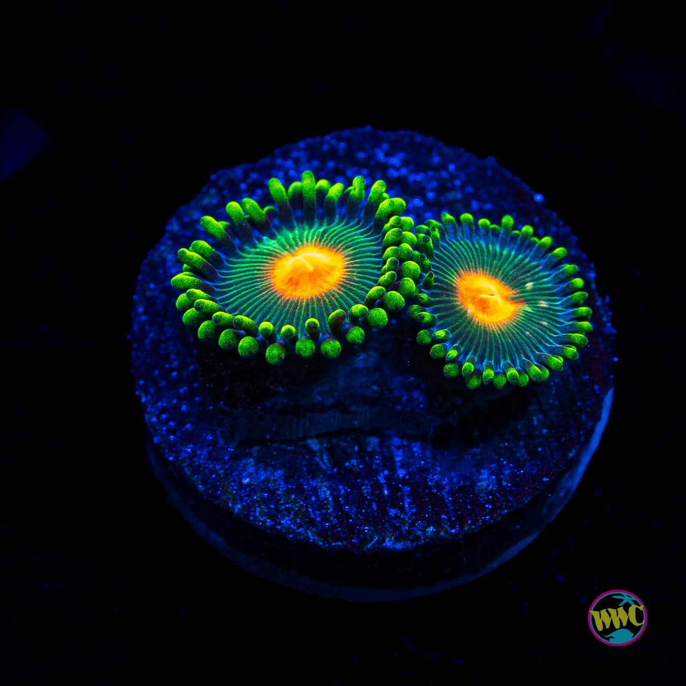 WWC Campfire Zoanthids