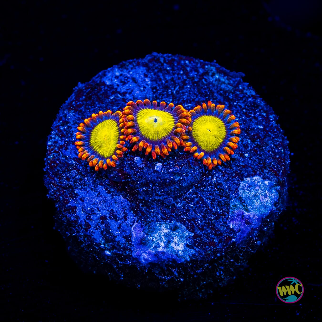 Mandarin Orange Zoanthids