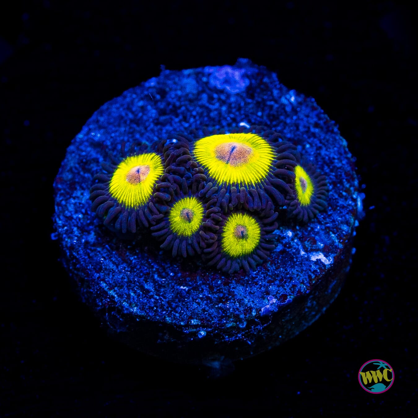 WWC Golden Eye Zoanthids