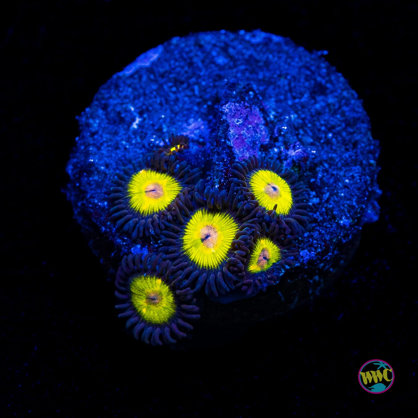 WWC Golden Eye Zoanthids
