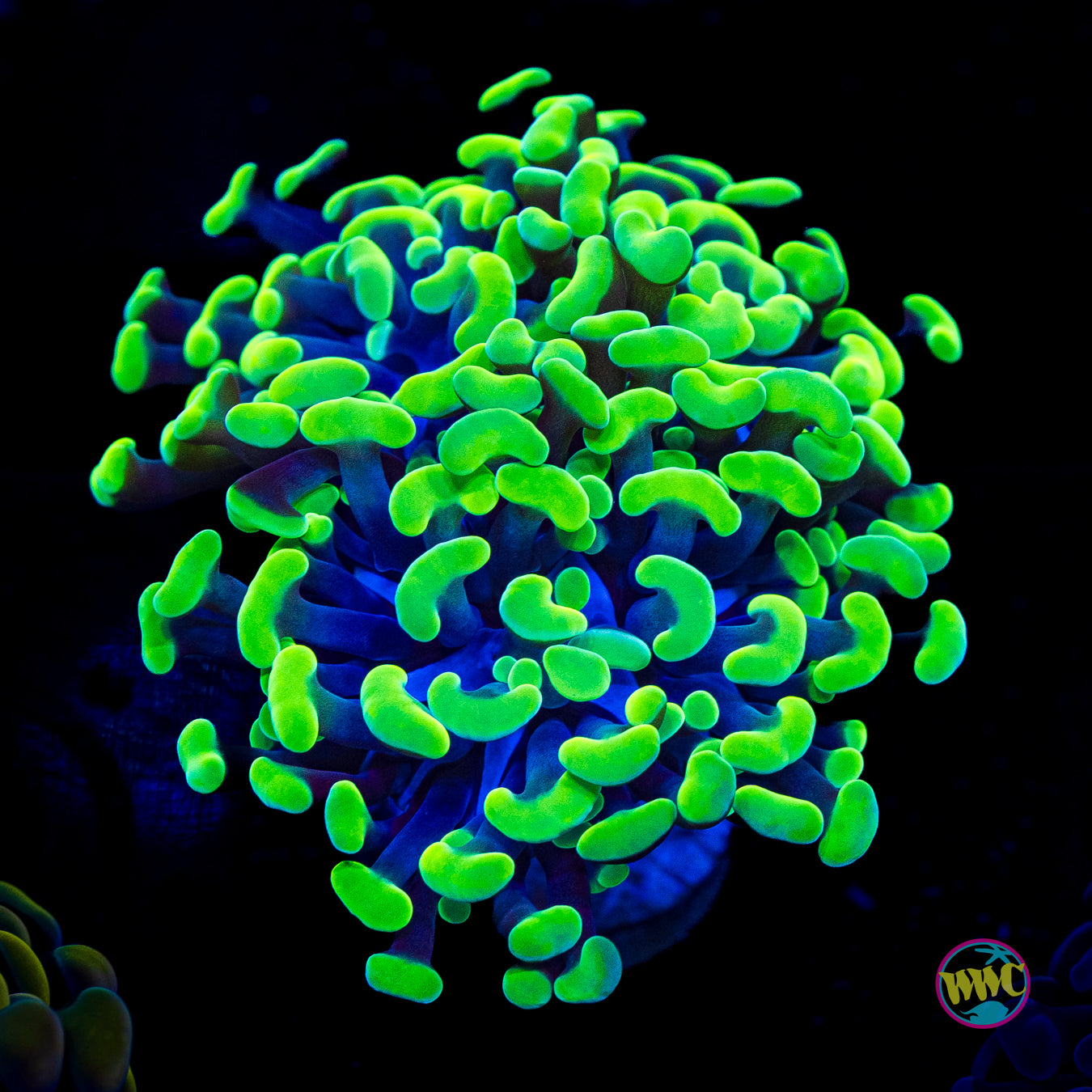 Splatter Branching Hammer