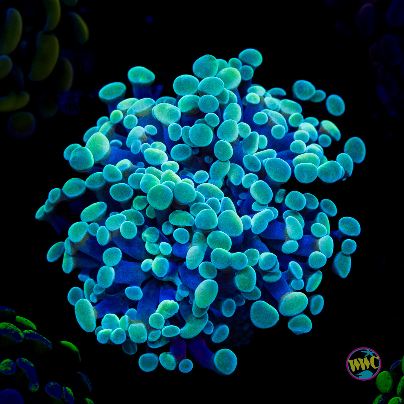 Bubble Mint Branching Hammer