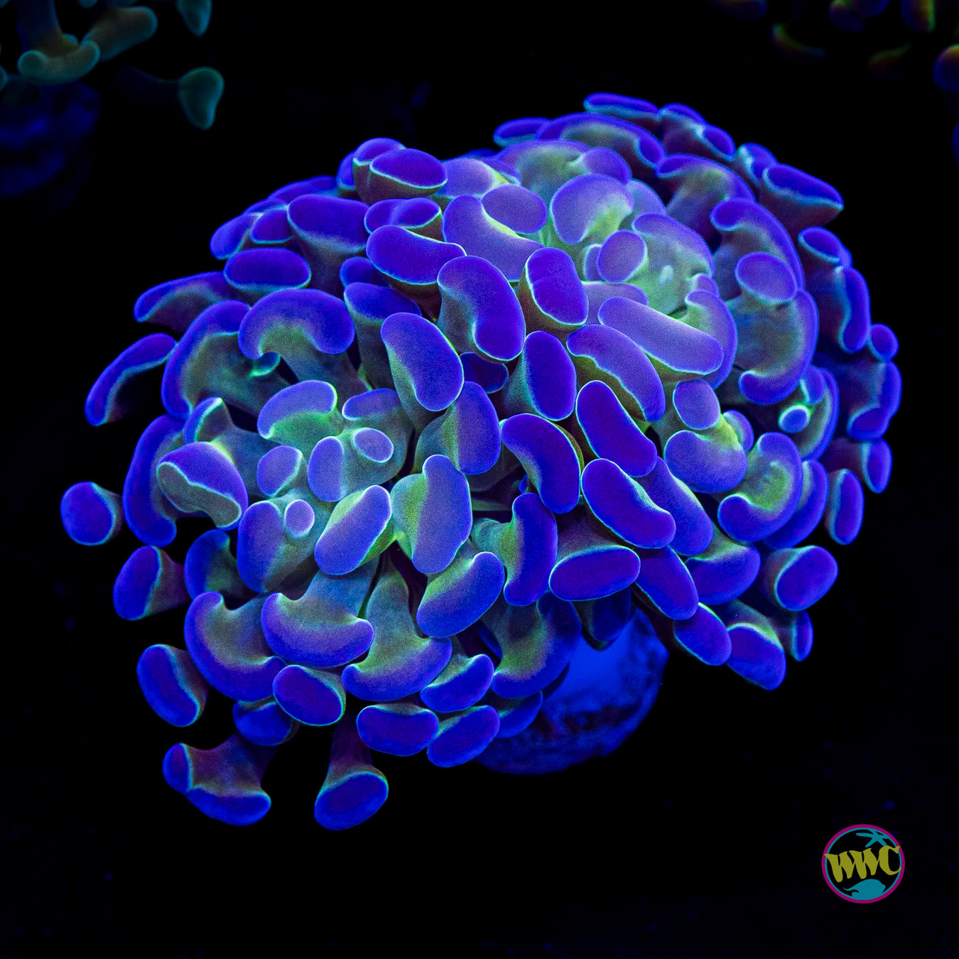 Hologram Branching Hammer