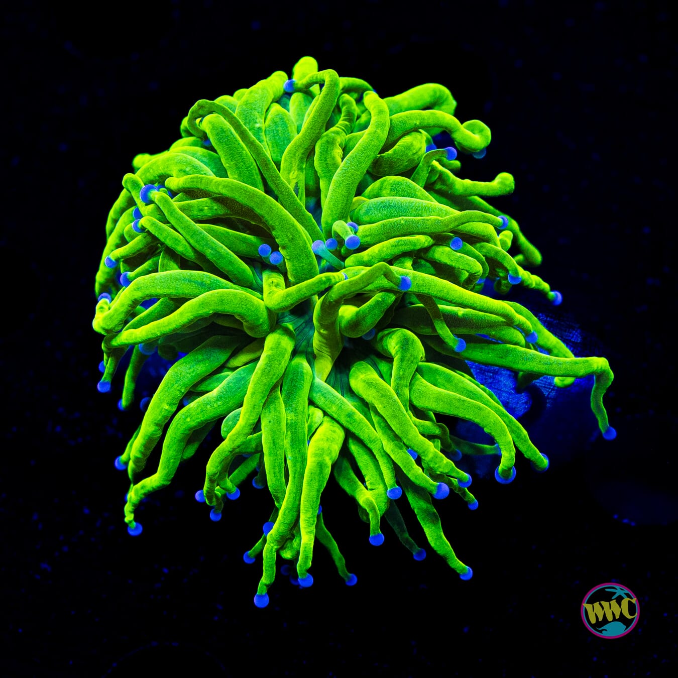 Blue Tipped Cotton Candy Torch