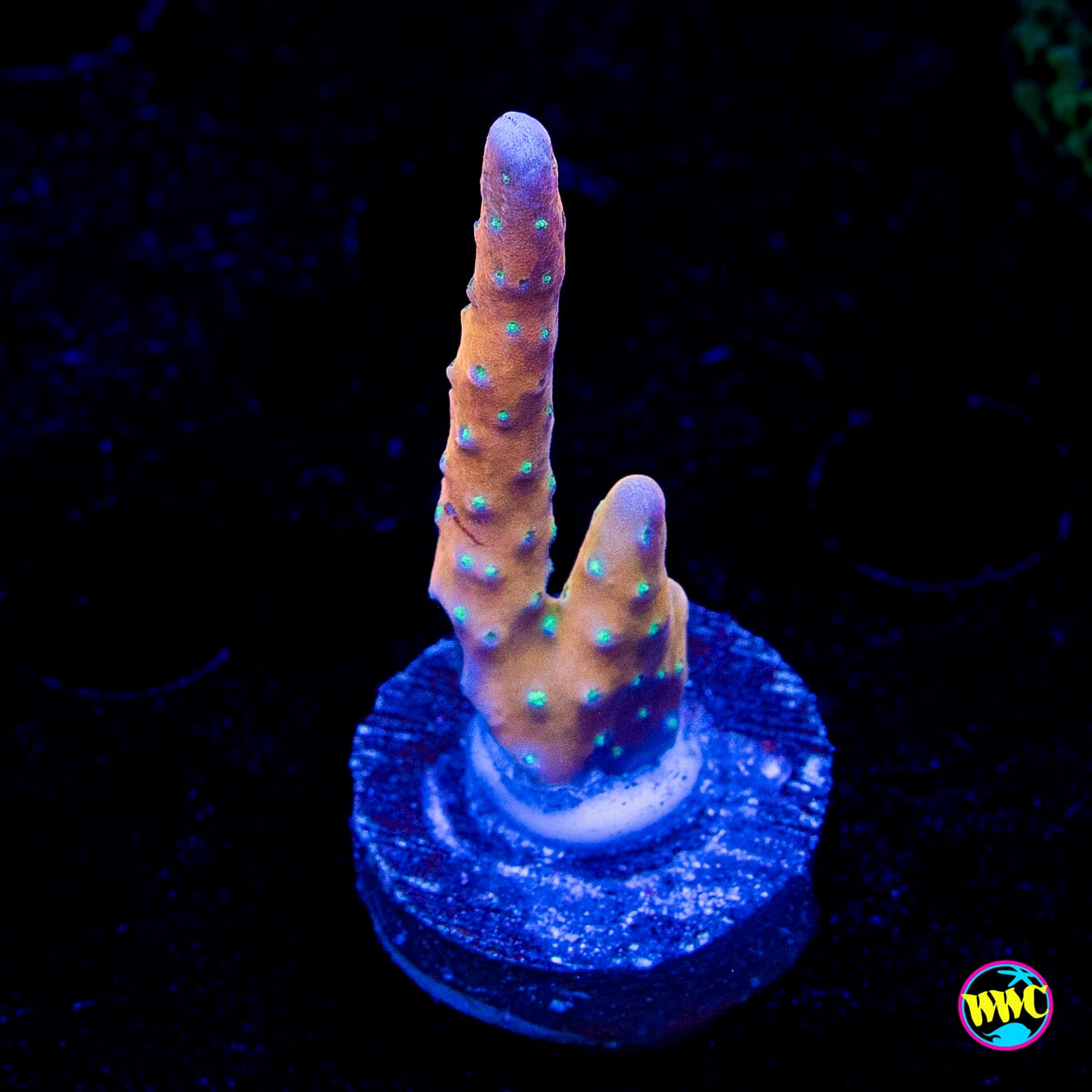 RR Tropicana Anacropora