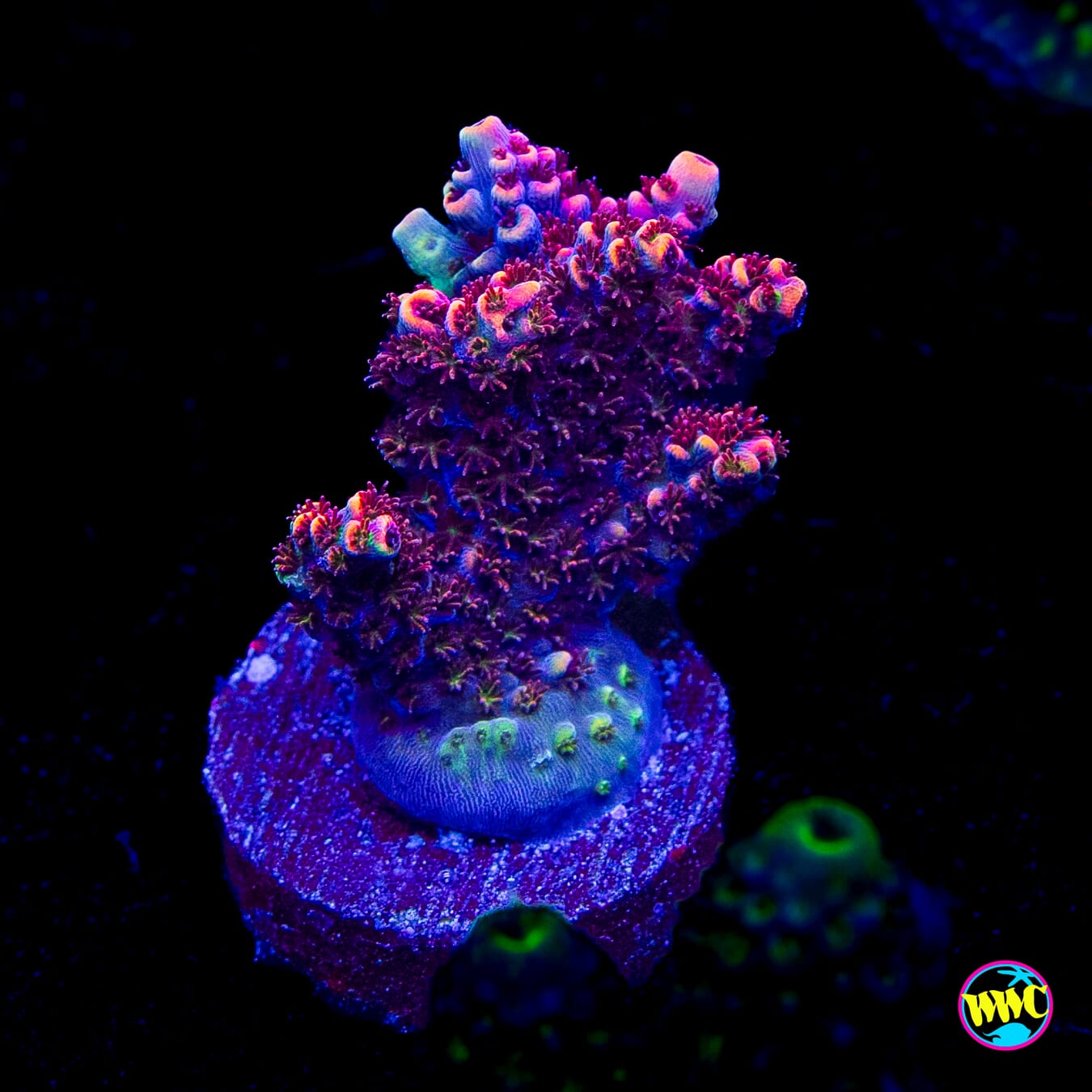 TSA Fruity Pebbles Acropora
