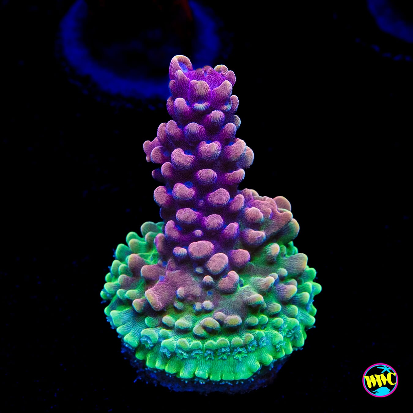 WWC Pink Dragonyte Acropora