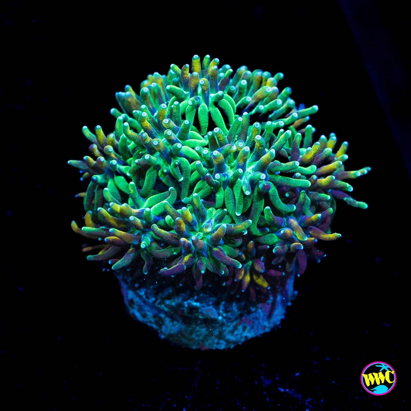 WWC Cyclops Galaxea