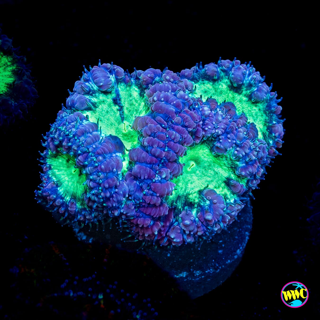 Neon Blastomussa