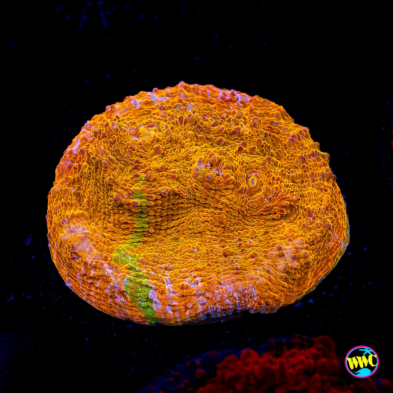 WWC Fanta Chalice