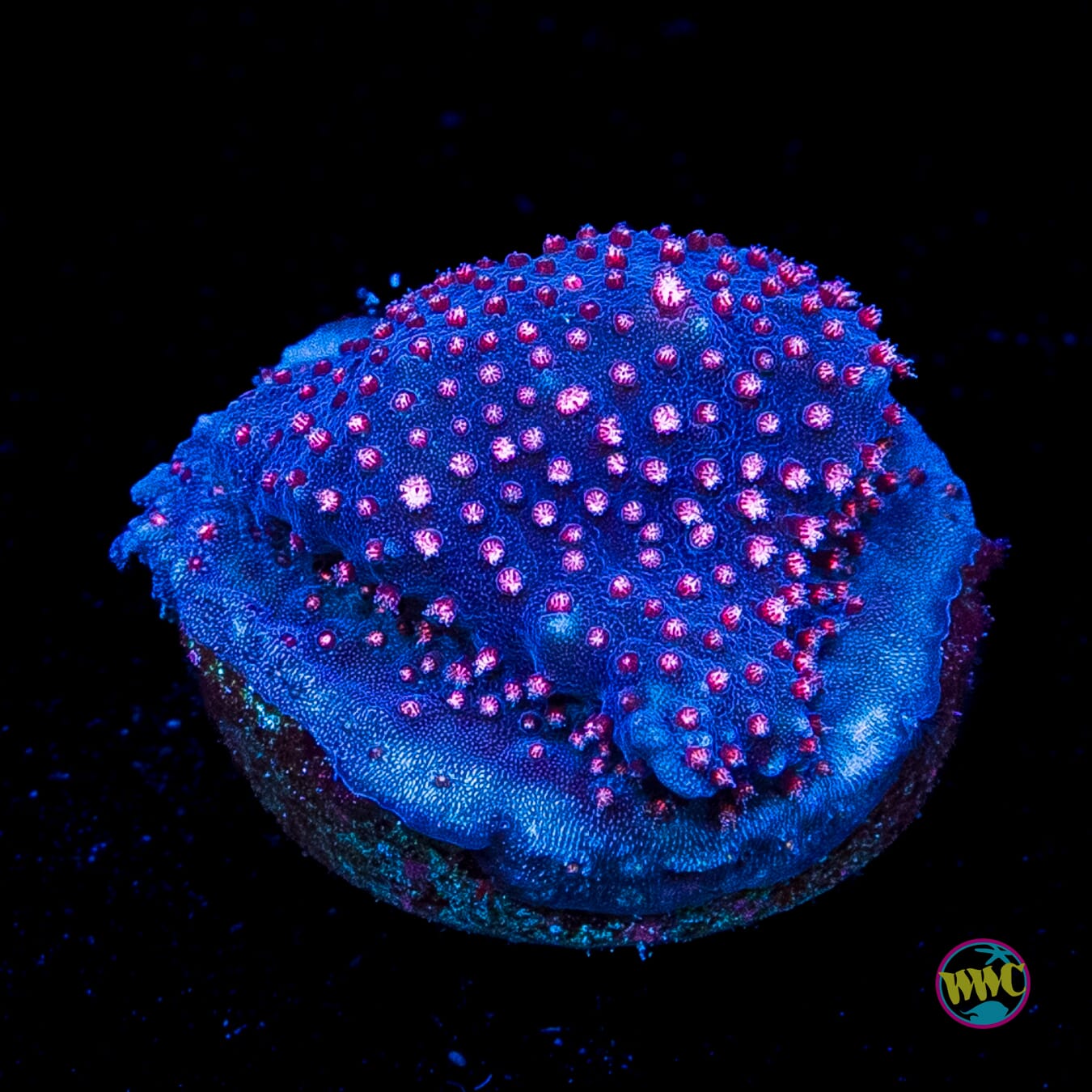 JC Pink Polyp Stylocoeniella