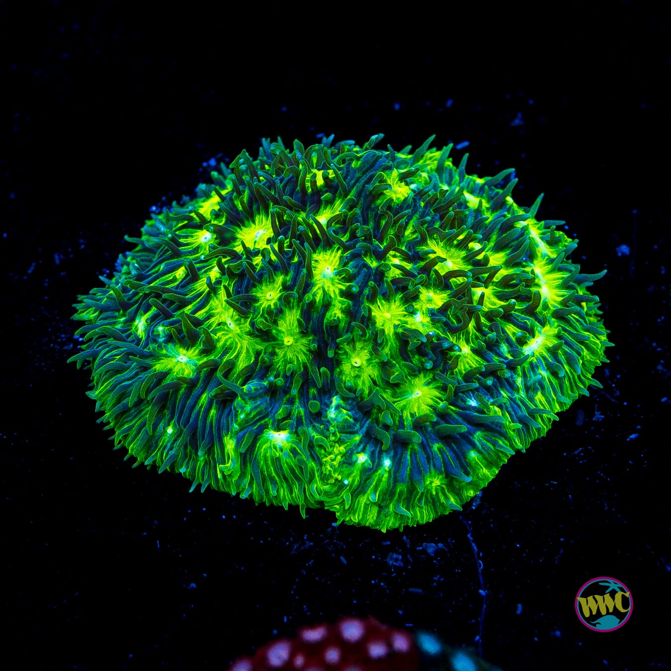 WWC Kiwi Lithophyllon