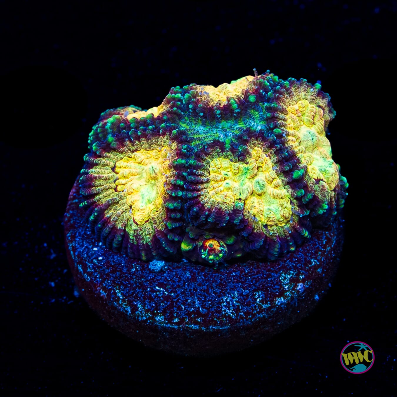 WWC Gold Dust Favia