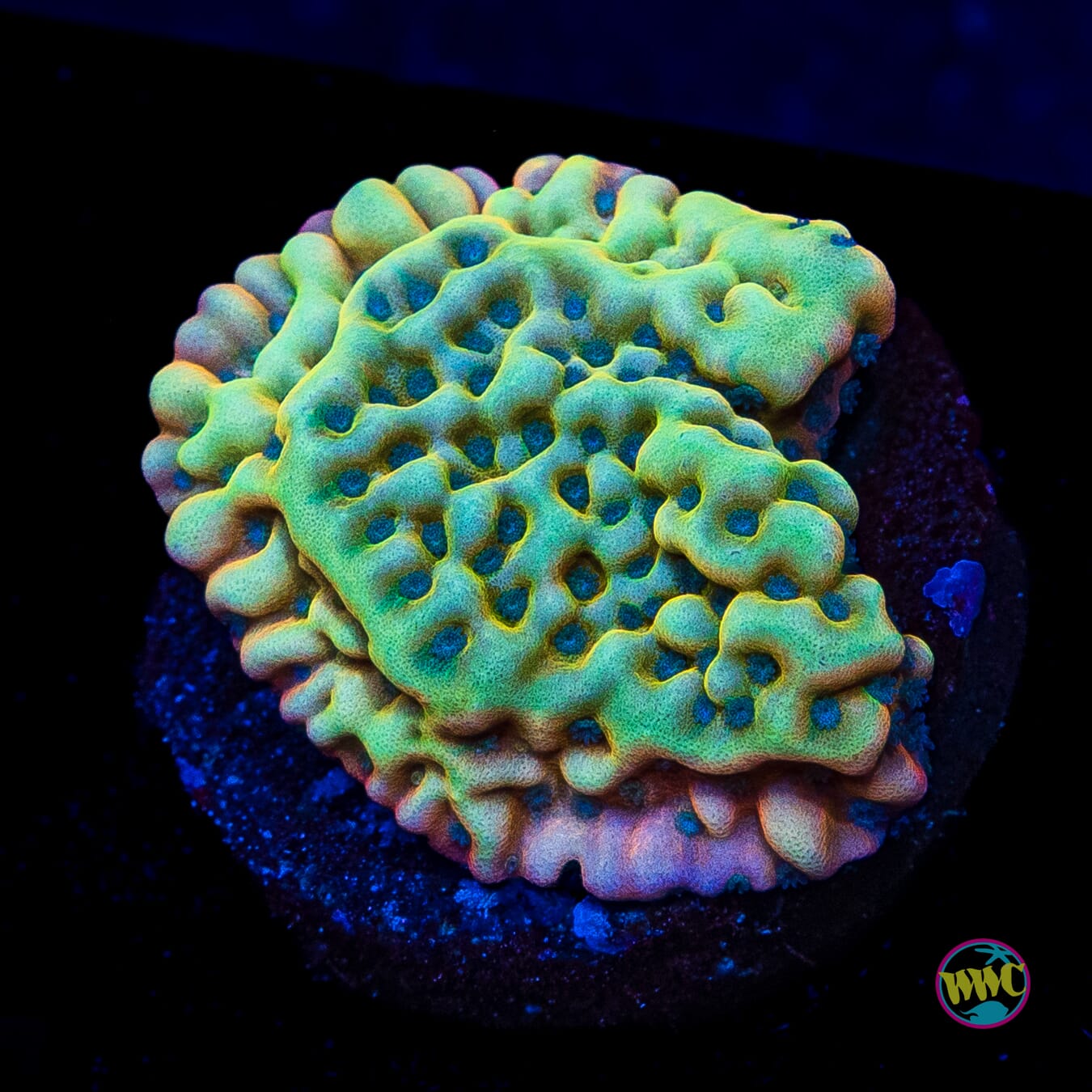 Jason Fox Beach Bum Montipora