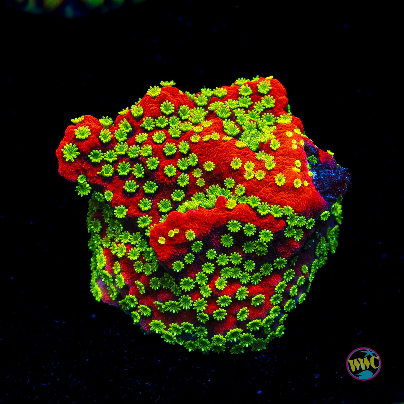 Sunset Montipora