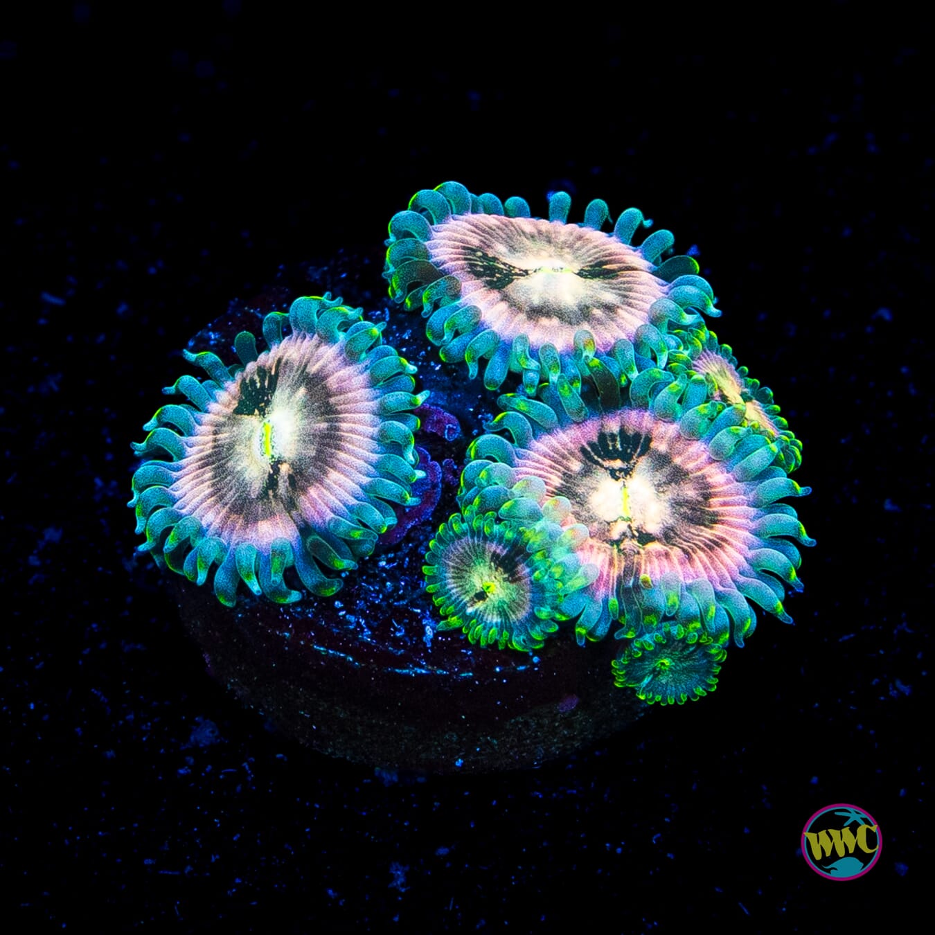 WWC Hawaiian Ding Dang Zoanthids
