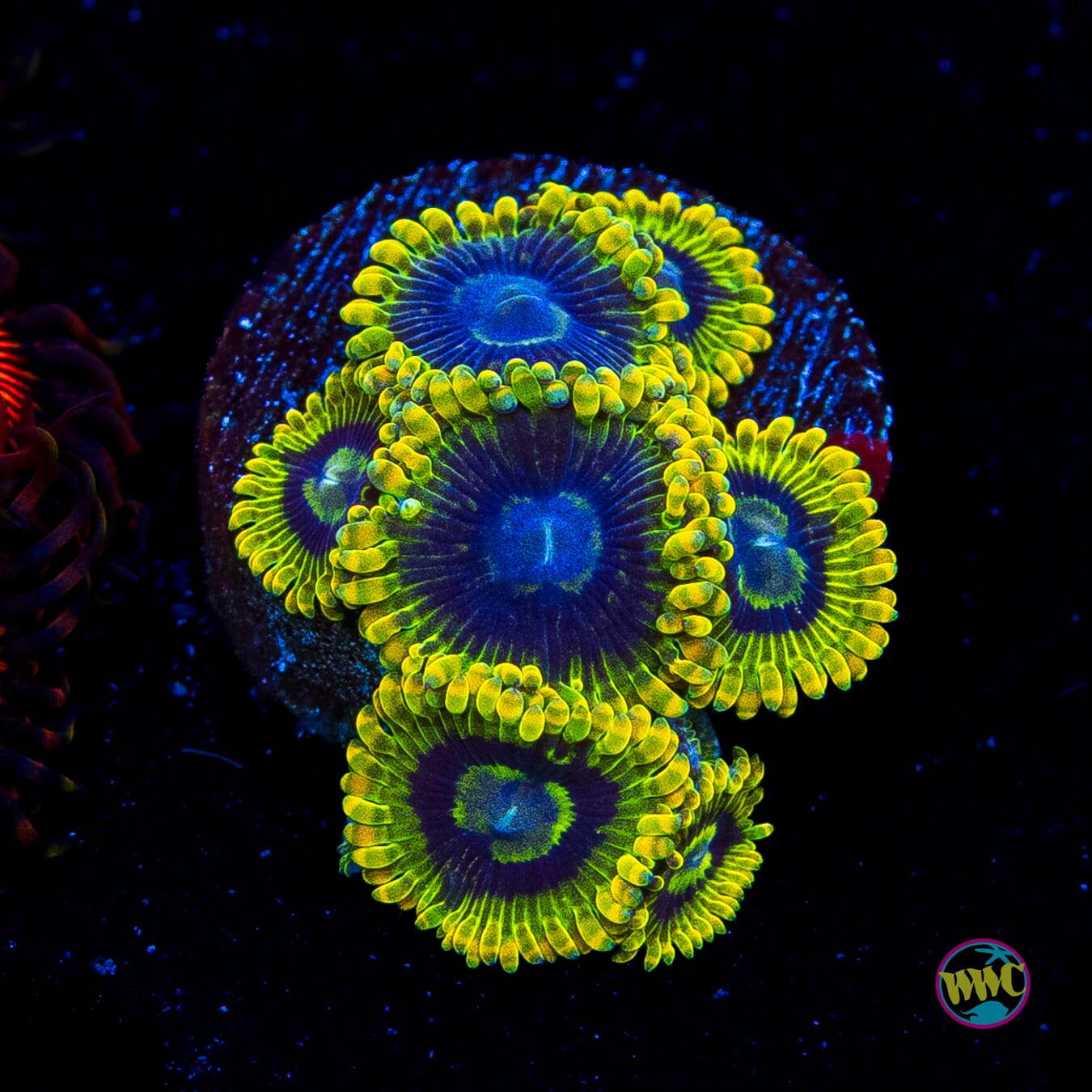Rainbow Yodaz Zoanthids