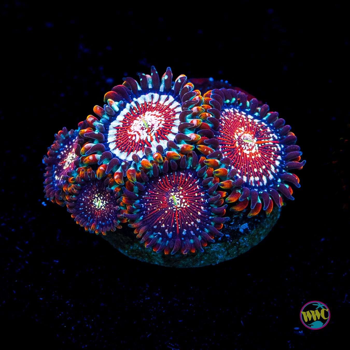 Salted Agave Zoanthids