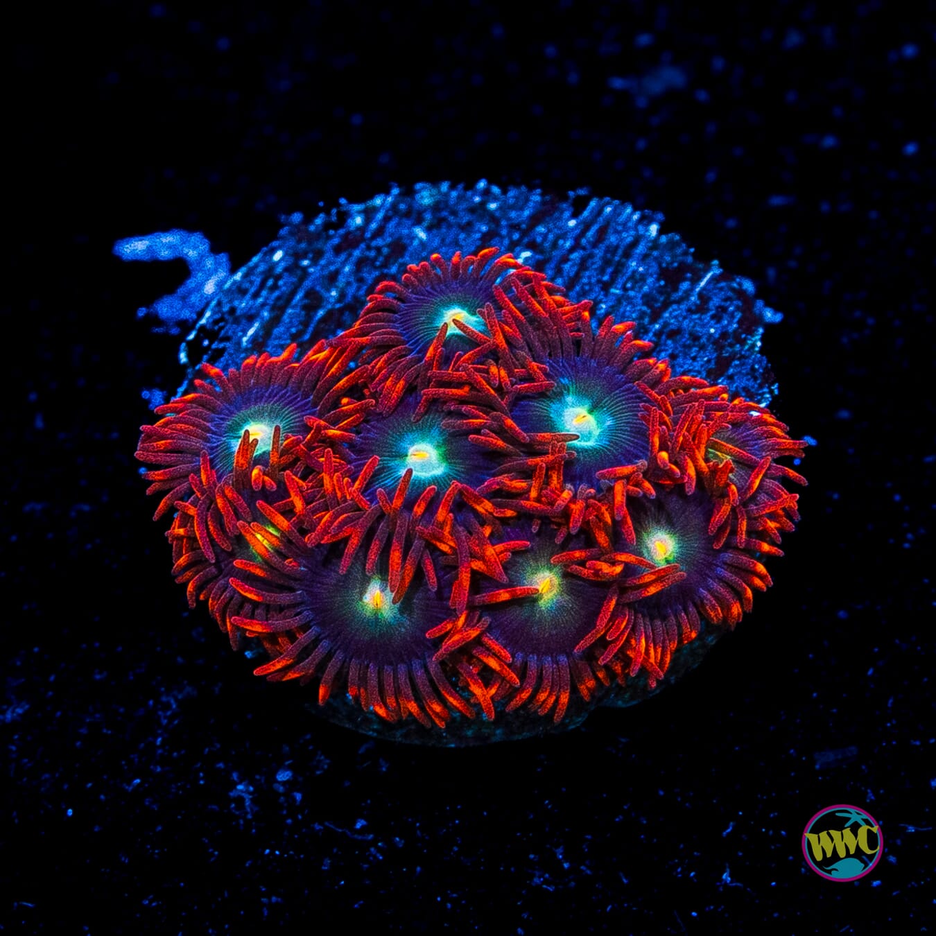 WWC Wildfire Zoanthids