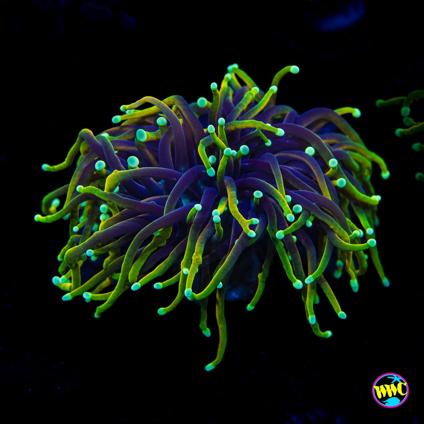 Juicy Fruit Torch