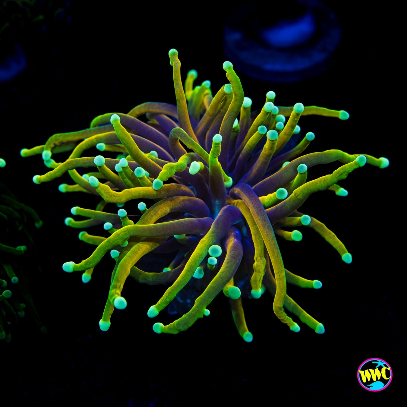 Juicy Fruit Torch
