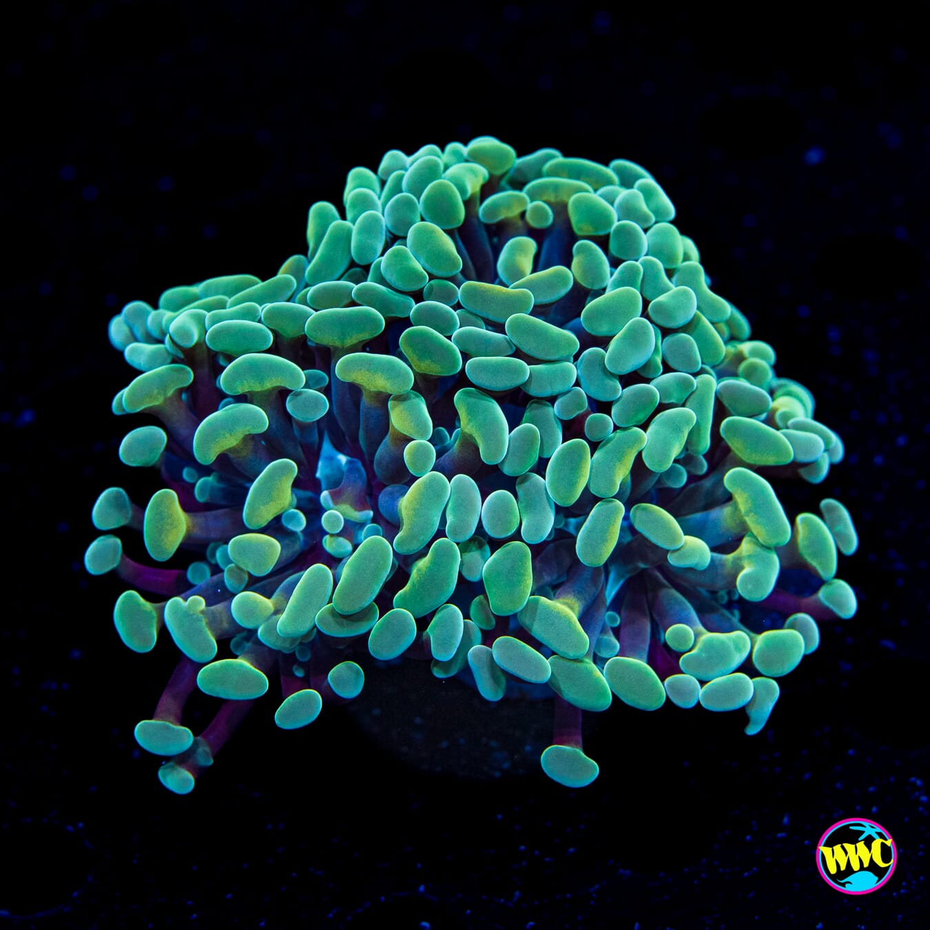 Tealio Branching Hammer