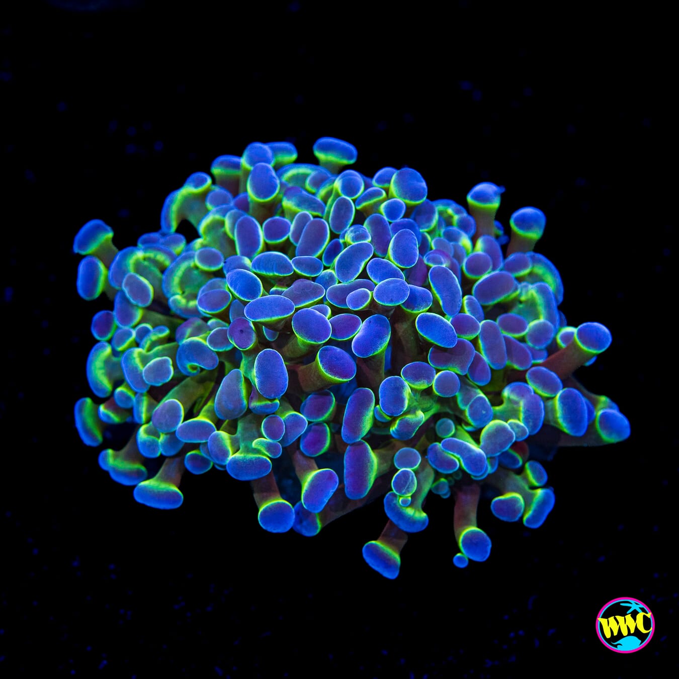 Hologram Branching Hammer