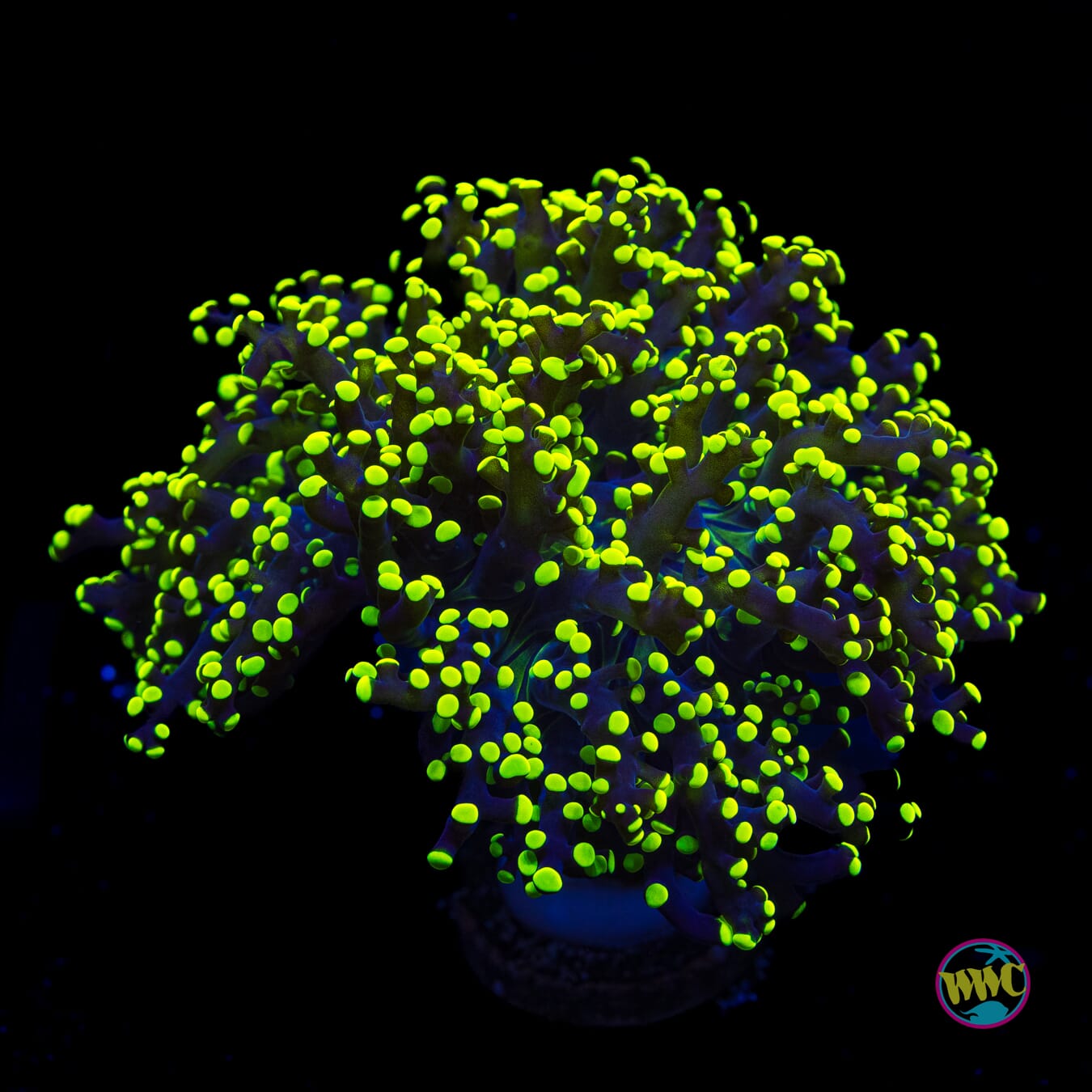 Glow Bug Branching Frogspawn