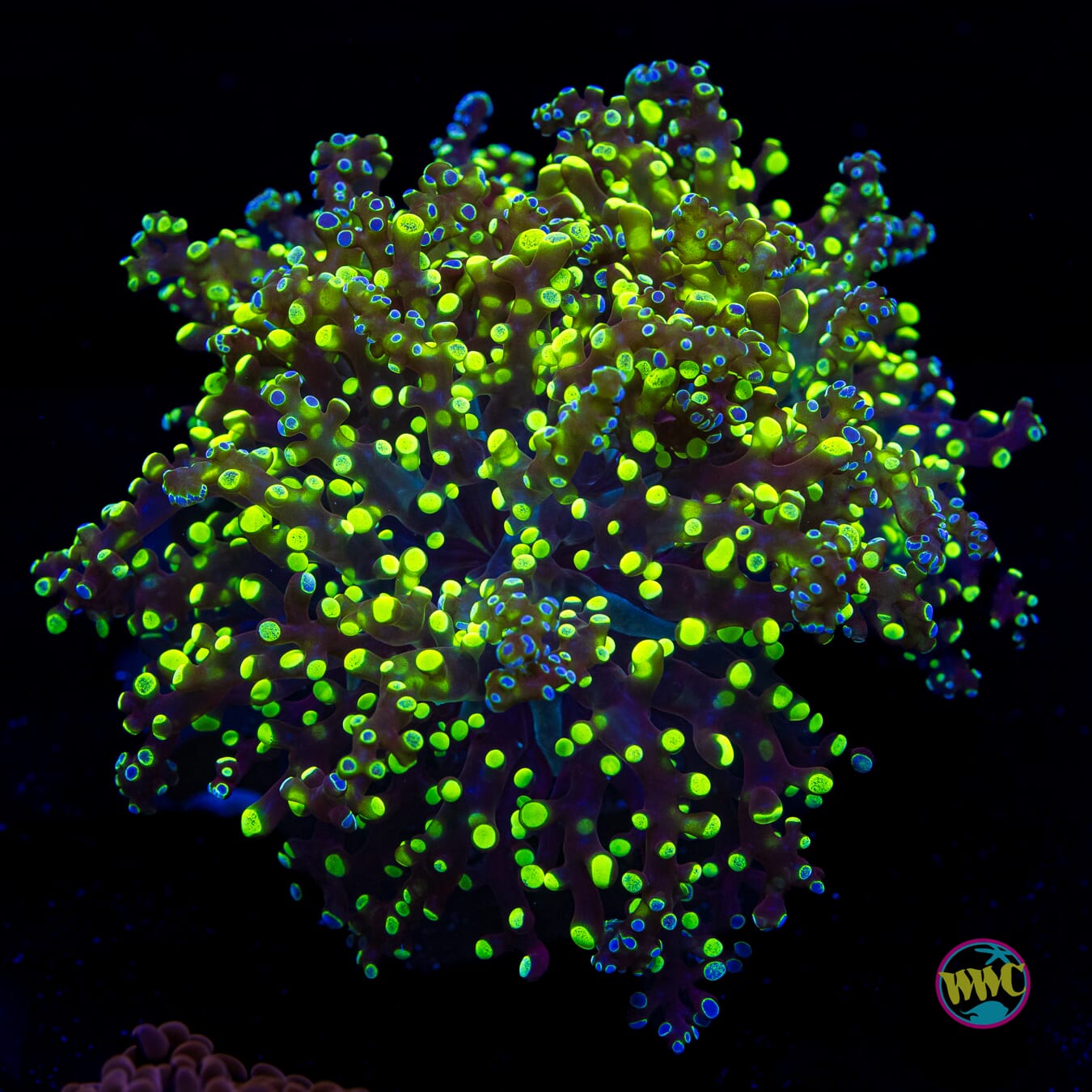 Splatter Tip Branching Frogspawn