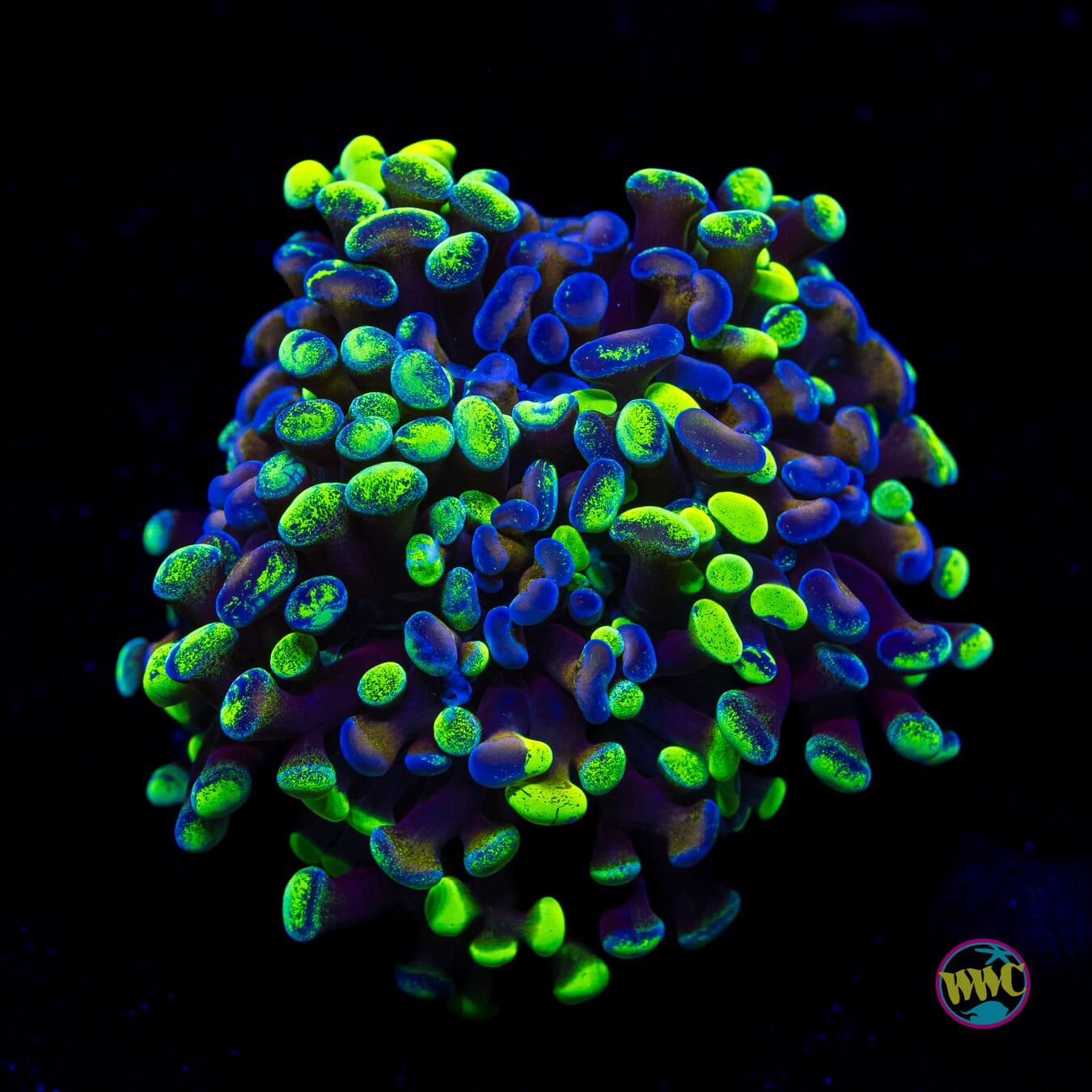 Future Girlfriend Branching Hammer