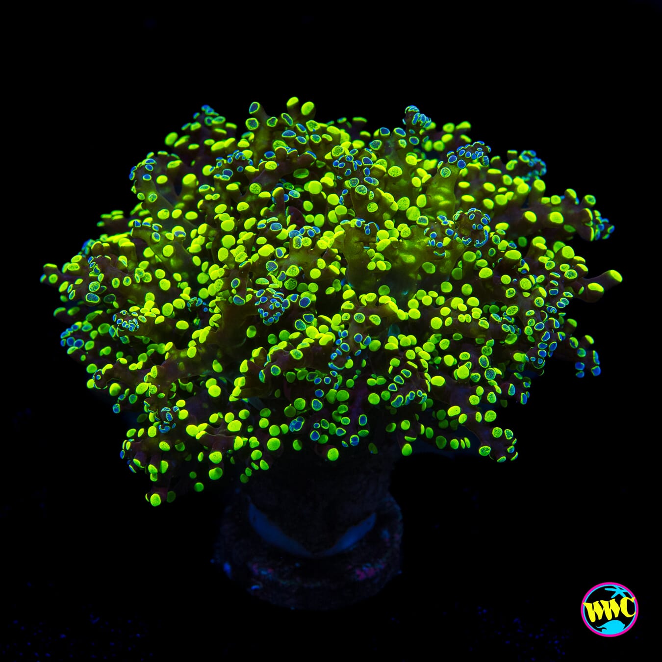 Splatter Tip Branching Frogspawn