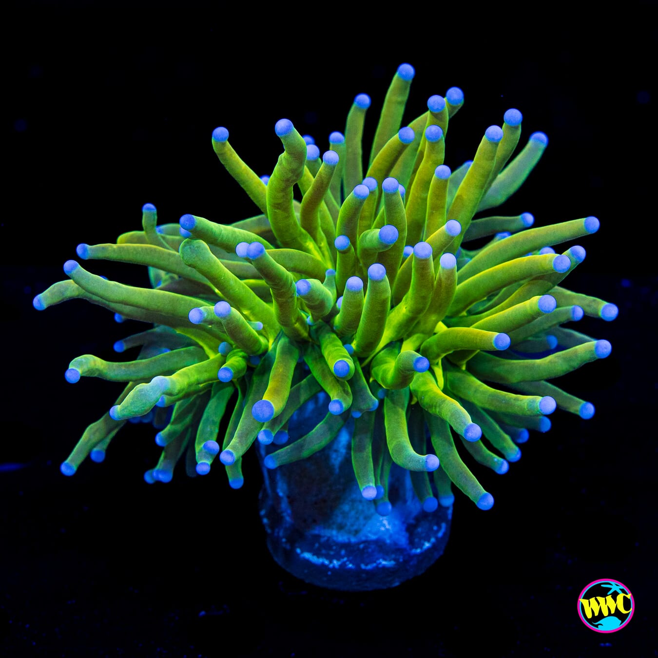 Blue Tip Torch