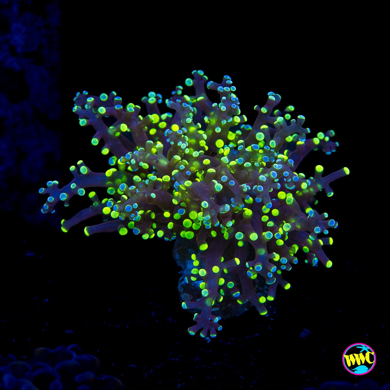 Splatter Tip Branching Frogspawn