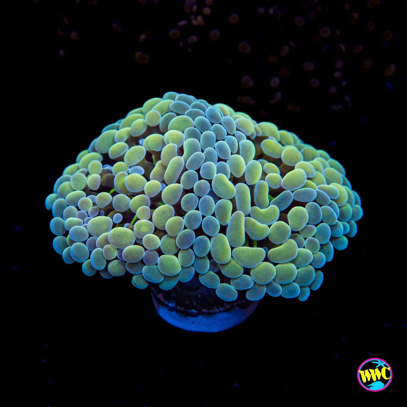Aquarama Branching Hammer