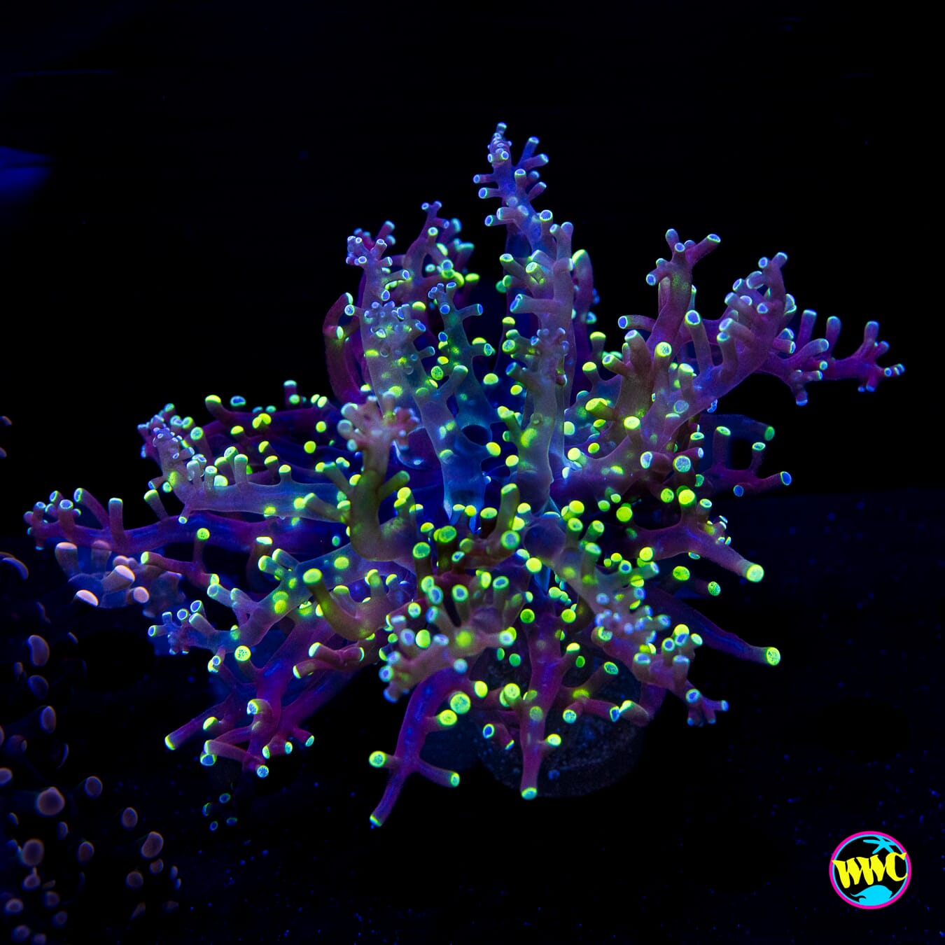 Splatter Tip Branching Frogspawn
