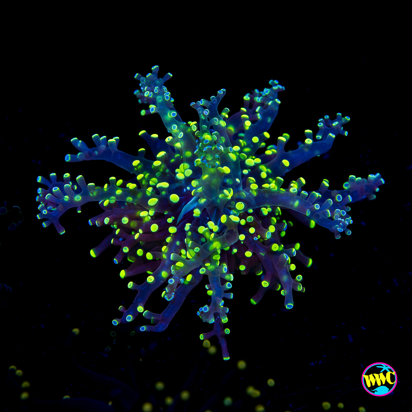 Splatter Tip Branching Frogspawn