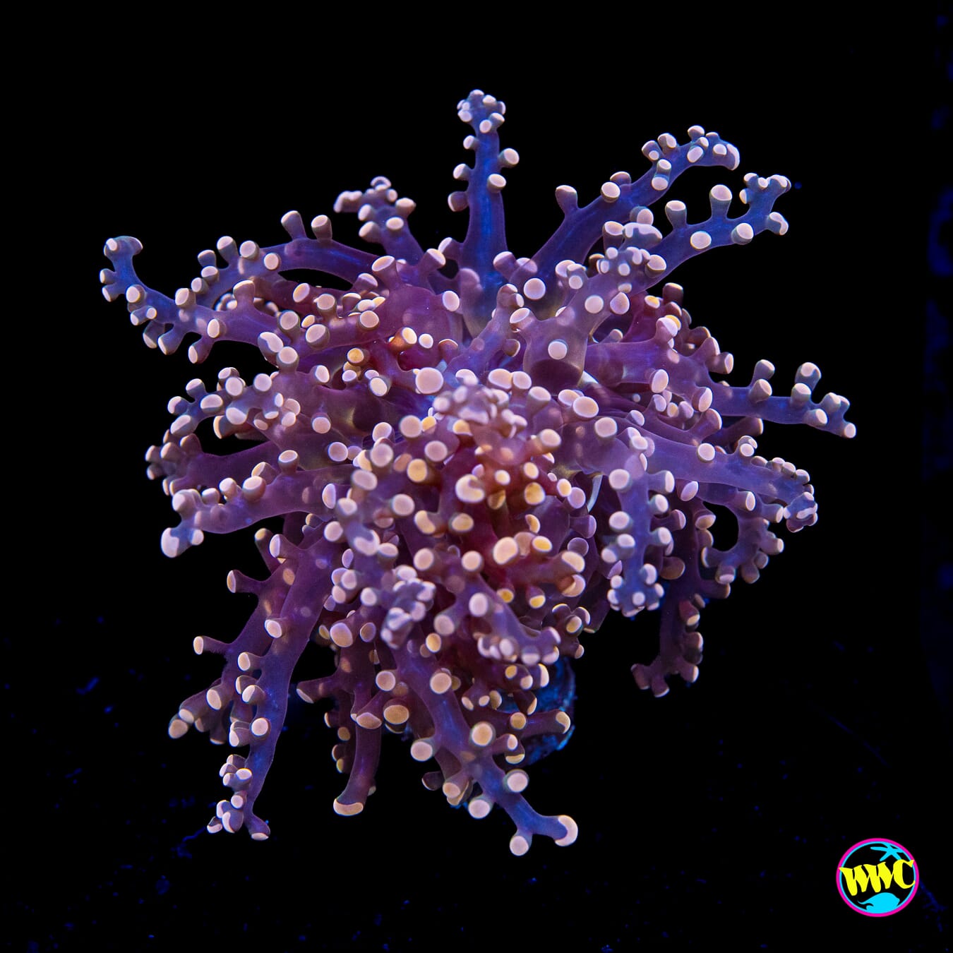 Peach Tipped Branching Frogspawn