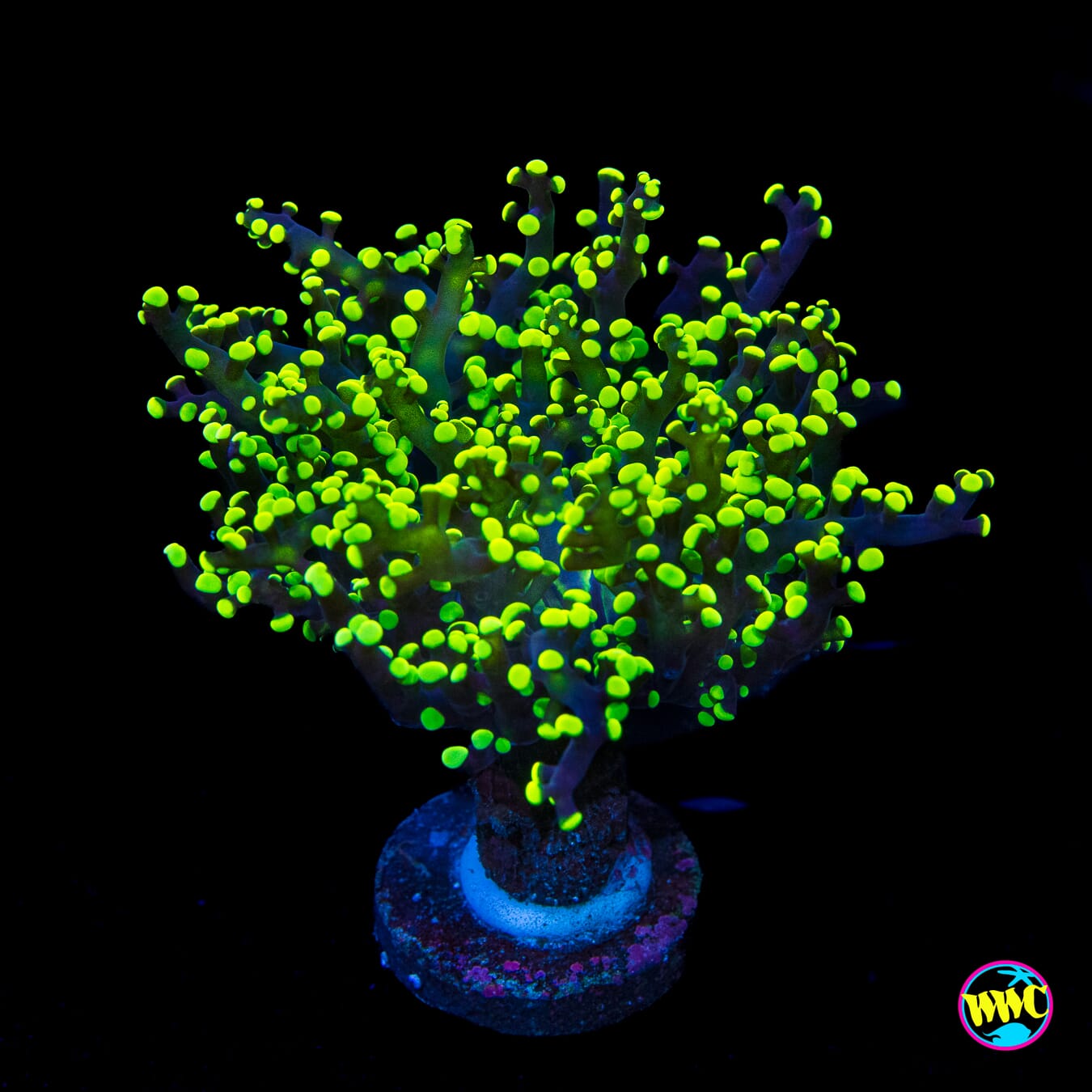 Glowbug Branching Frogspawn