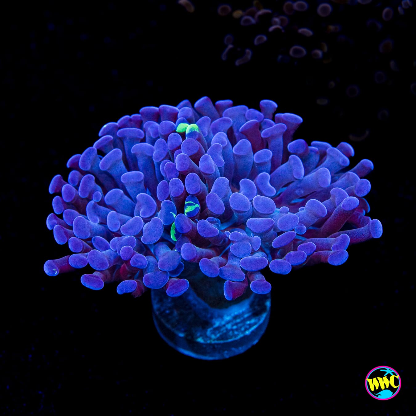 Reverse Splatter Branching Hammer