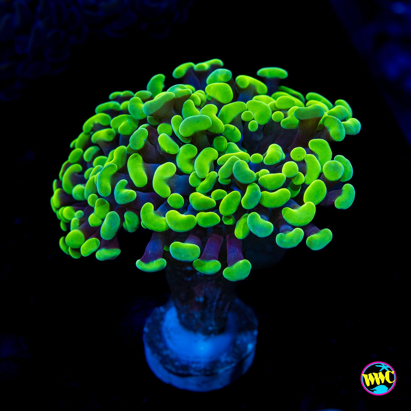 Toxic Green Branching Hammer