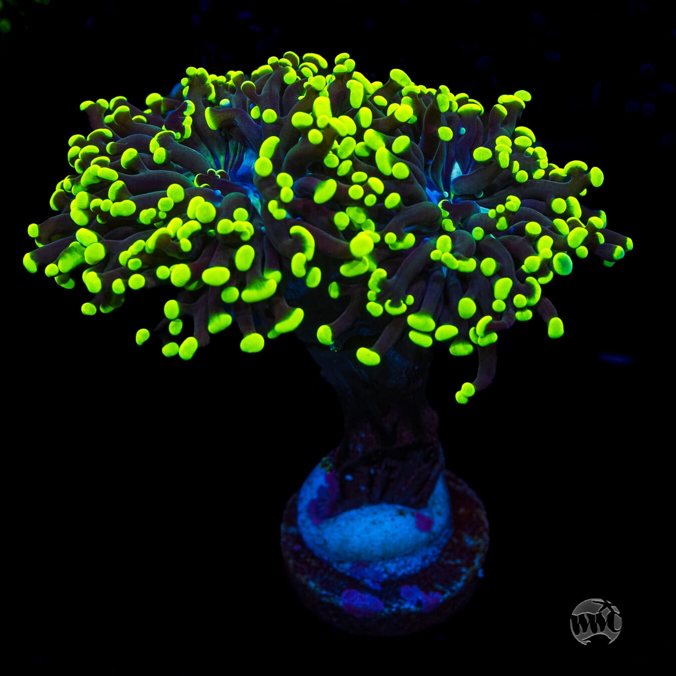 Glowbug Branching Frogspawn