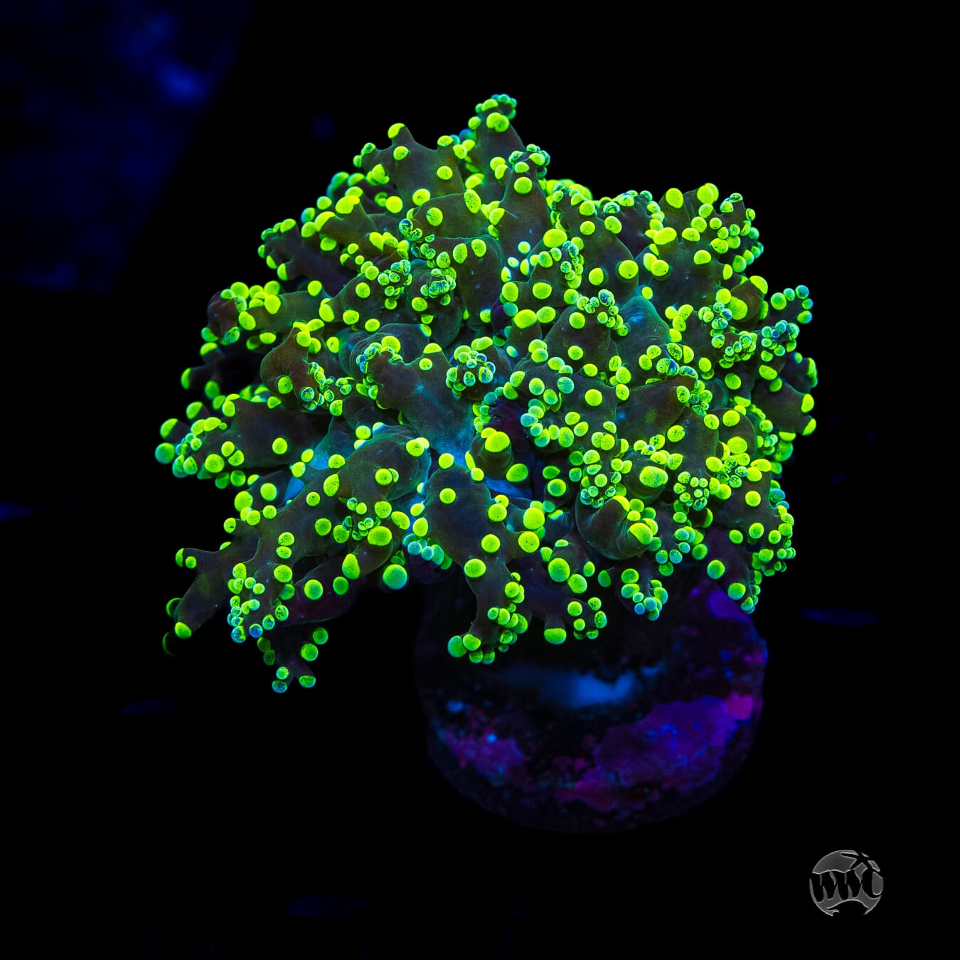 Neon Splatter Tip Branching Frogspawn