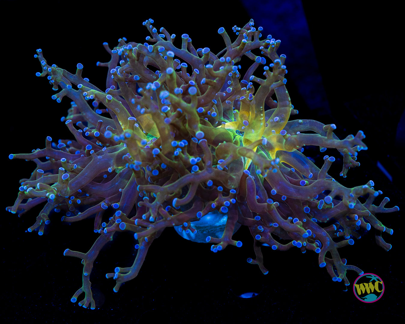 Ocean Potion Branching Frogspawn