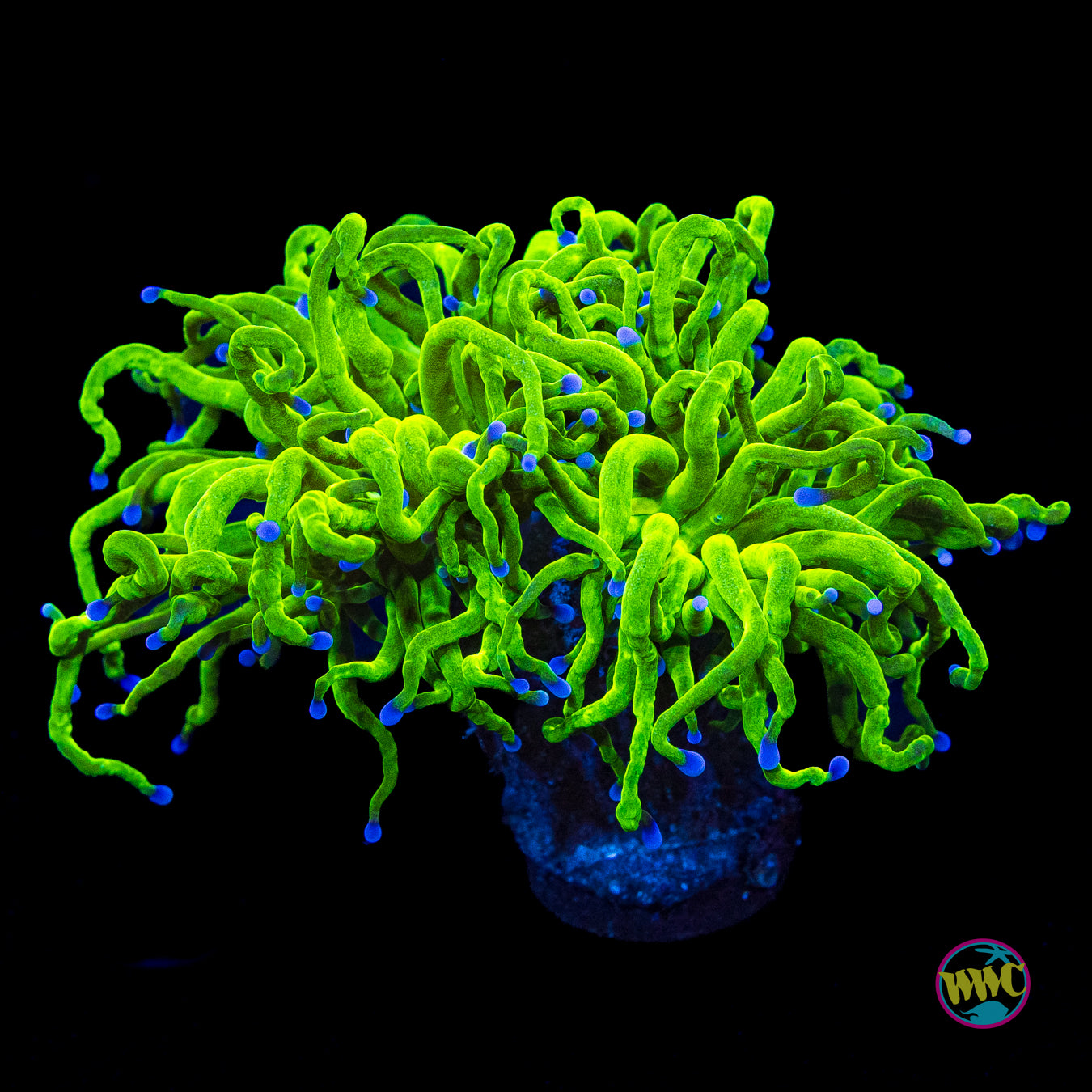 Blue Tipped Cotton Candy Torch